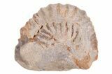 Bargain Partially Enrolled Trilobite (Ditomopyge) Fossil - Oklahoma #275326-1